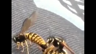 bee hitting it from the back rough